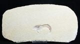 Detailed Fossil Shrimp - Solnhofen Limestone #1693-1